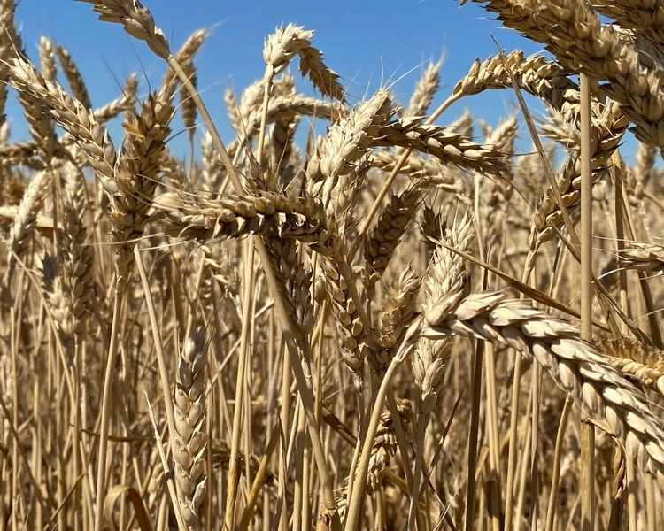     Курская область экспортировала зерно на 13,8 млн долларов