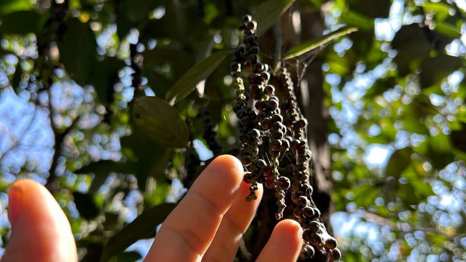 Узнаете, что за растение