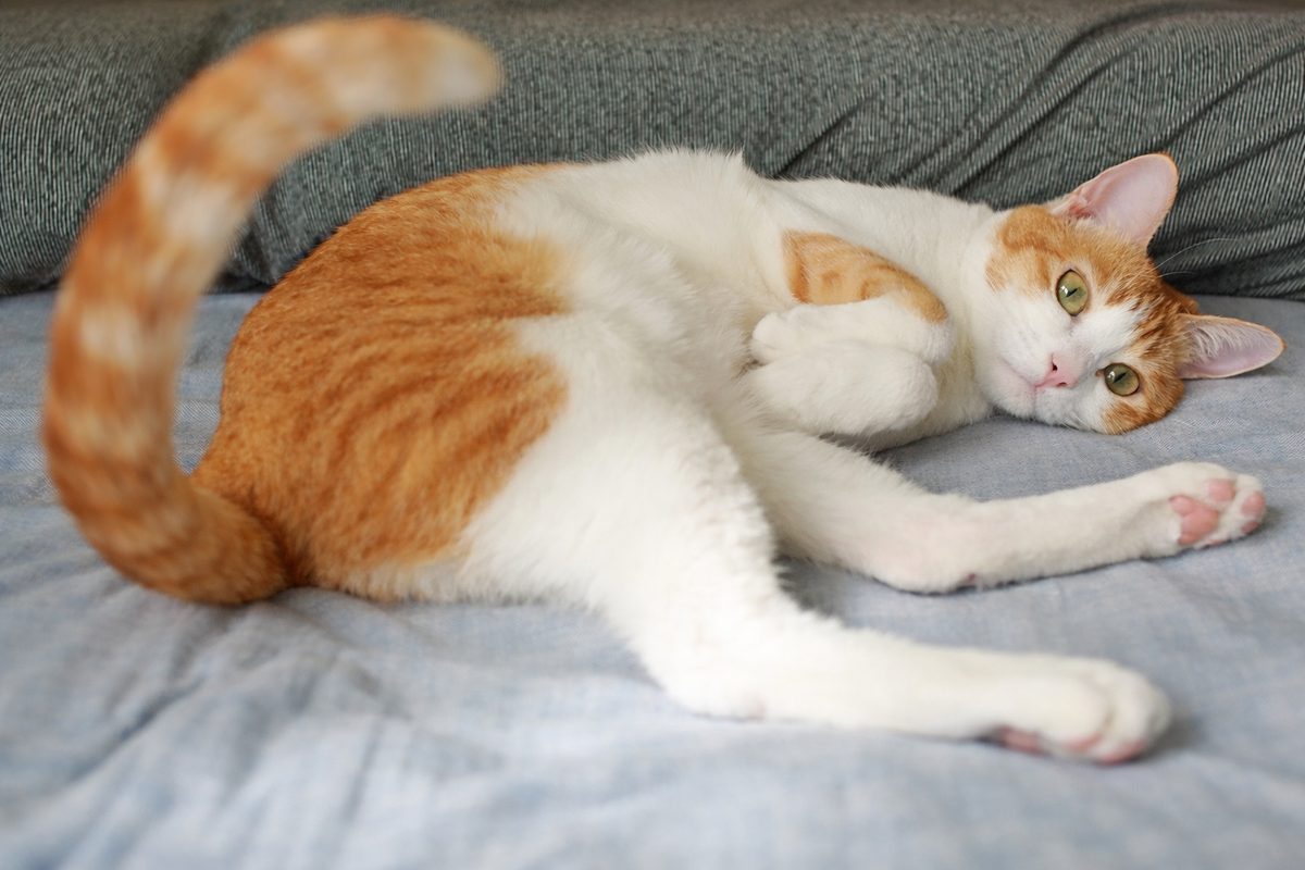 Кошка бьёт хвостом, когда лежит