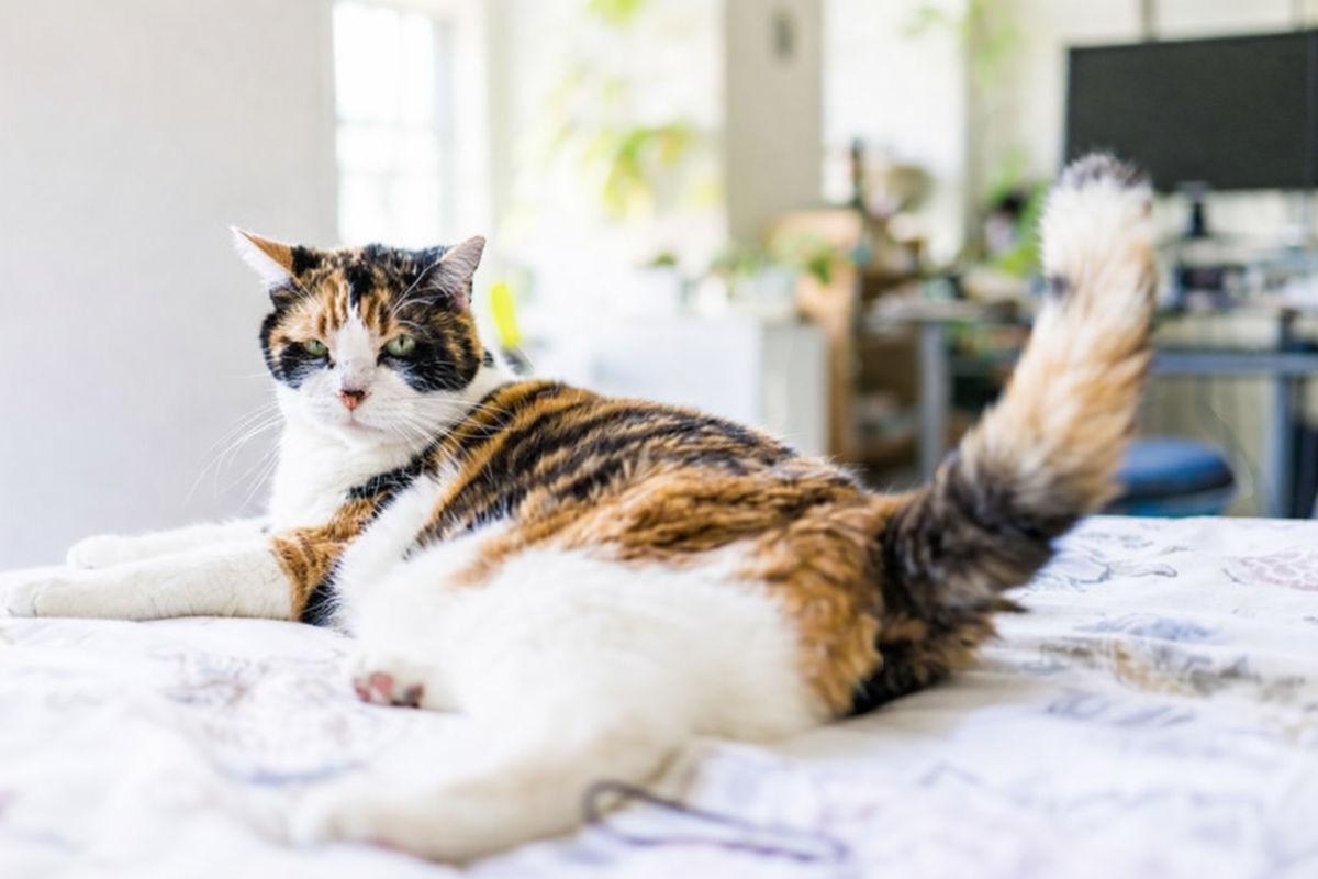 Кошка лежит и бьет хвостом