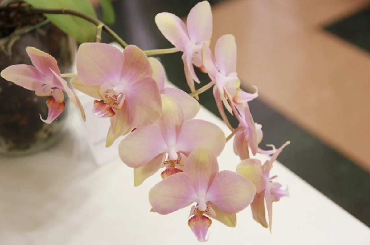    В Смоленской области пресекли незаконный вывоз растений и продуктов в РБ