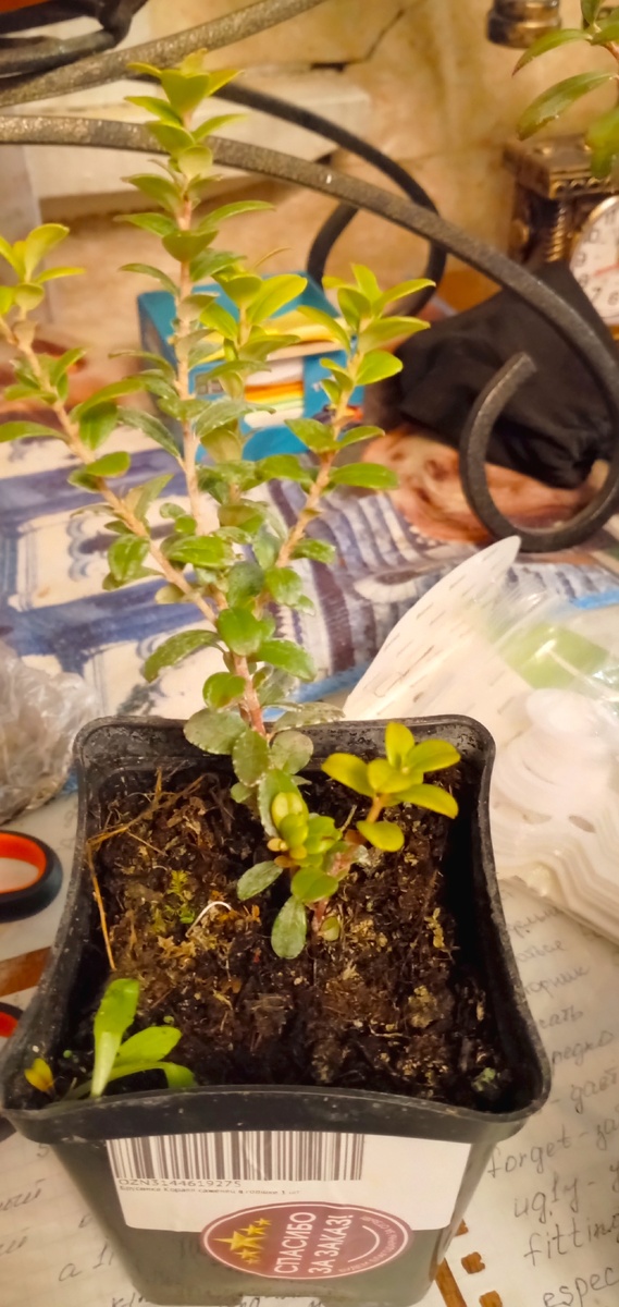 Брусника раз....