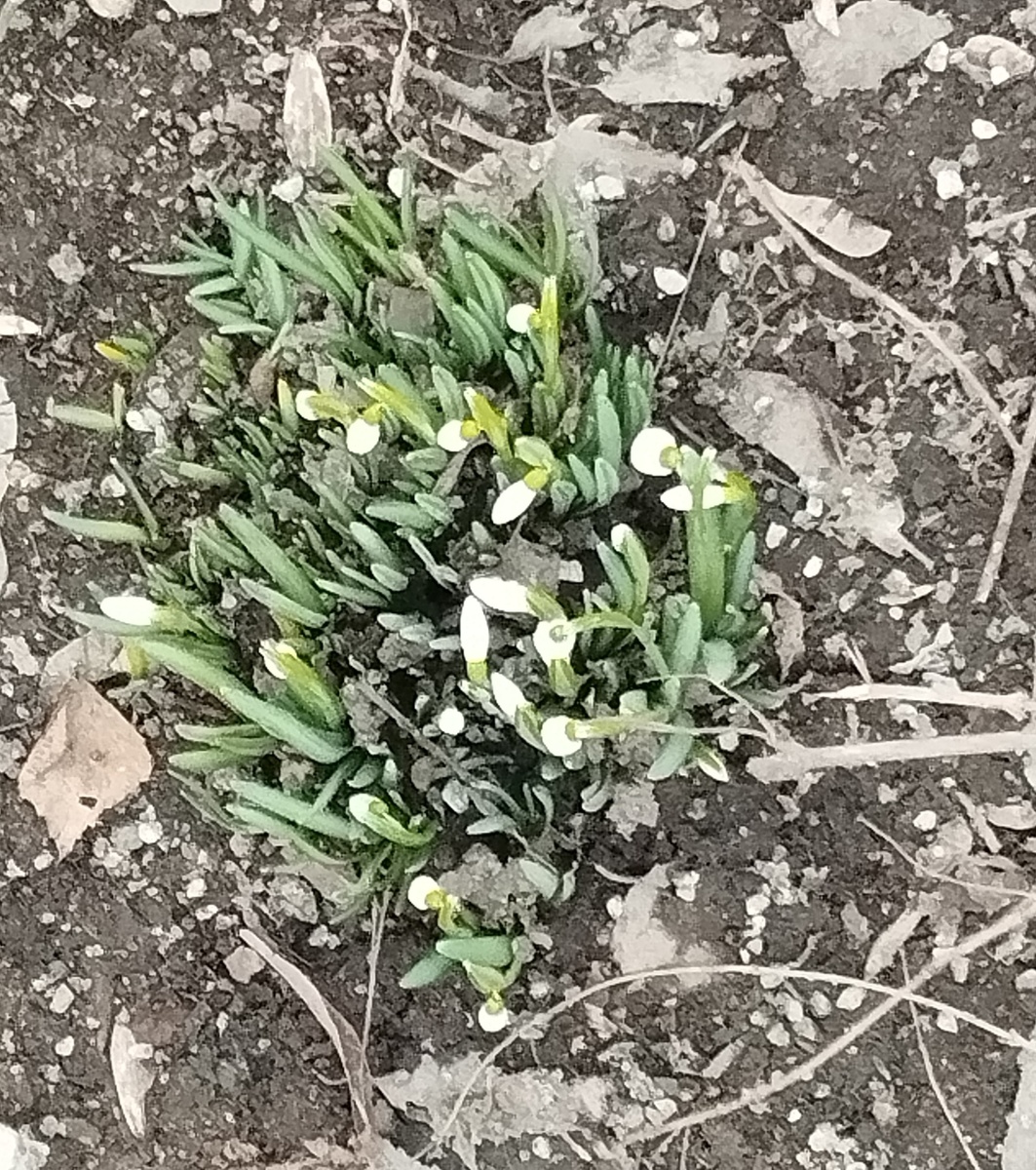Клумба в нашем дворе. ЗДЕСЬ и далее фото автора и(или) из личного архива автора, если не указано иначе.