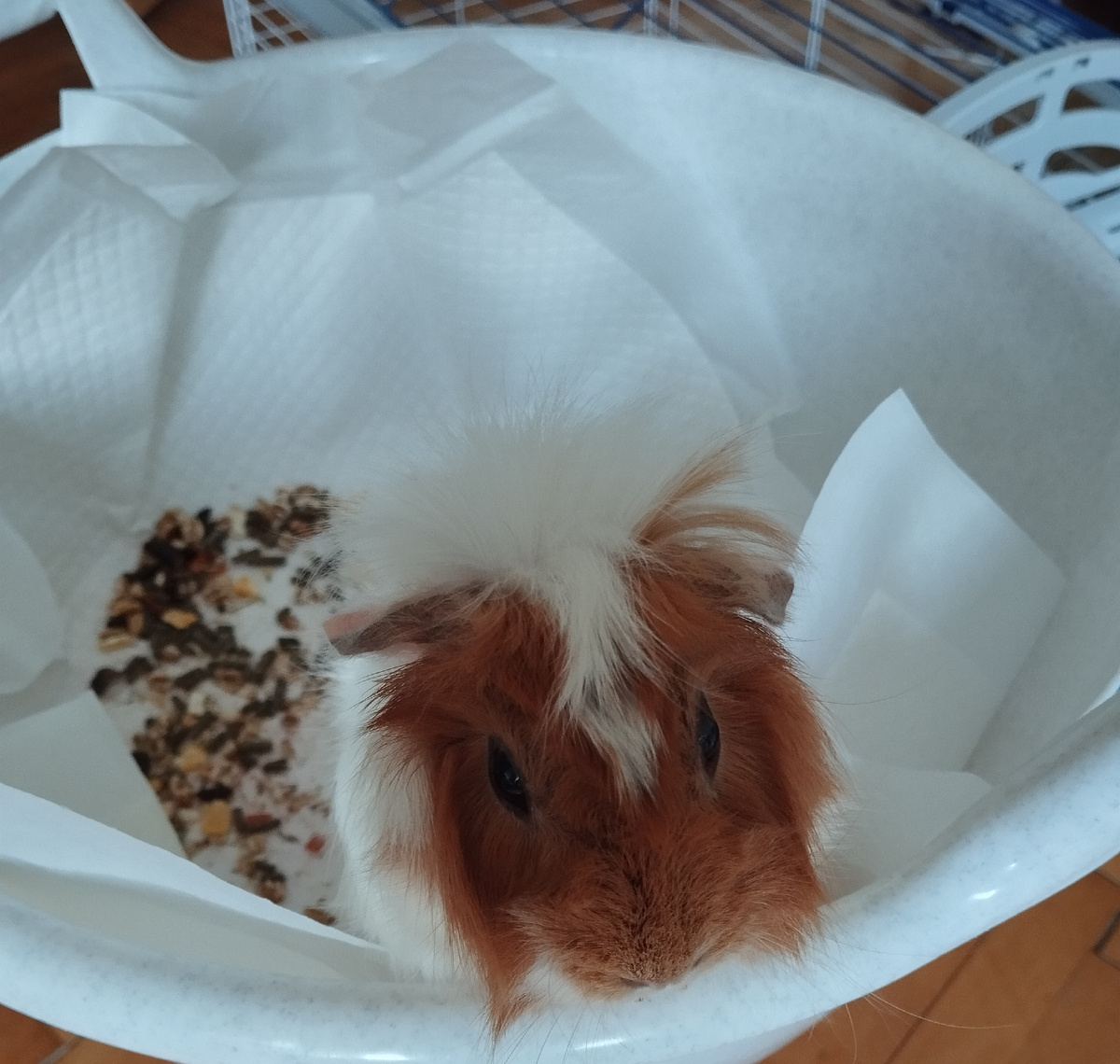 Клава. Она же Клавдея. Она же Гай Клавдиус Розетикус. Так грустно, что хочется домой.