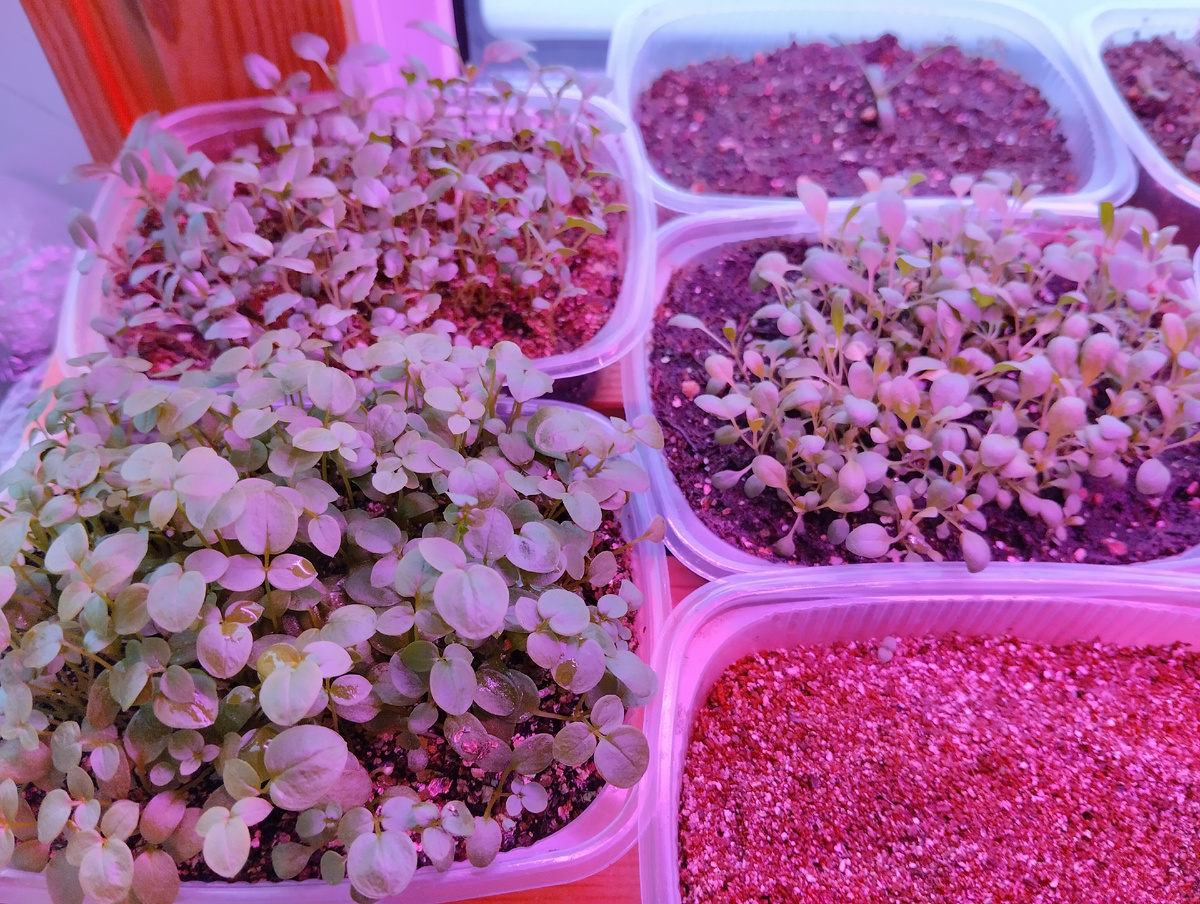 Синюха голубая белая (внизу), пенстемон пильчатый (вверху), изящный (справа)