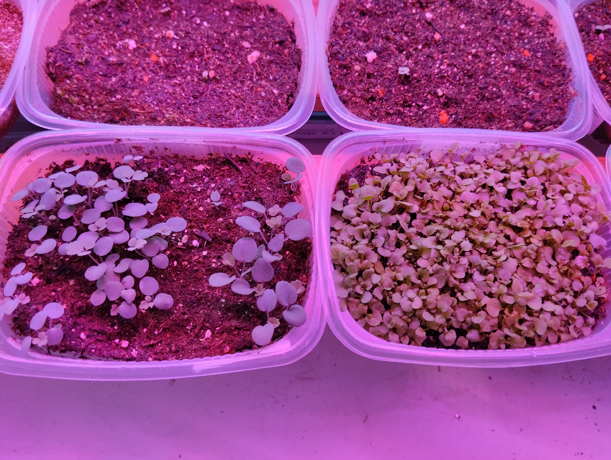 Аквилегии зеленоцветковая, Рока и вероника гребешковая (справа)