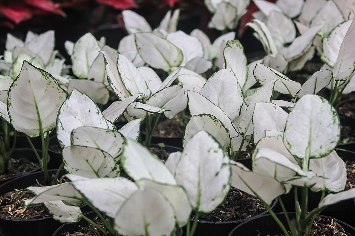 Чтобы сохранить белизну, растению нужно обеспечить стабильное освещение. Источник: Khorfid / Shutterstock / FOTODOM📷
