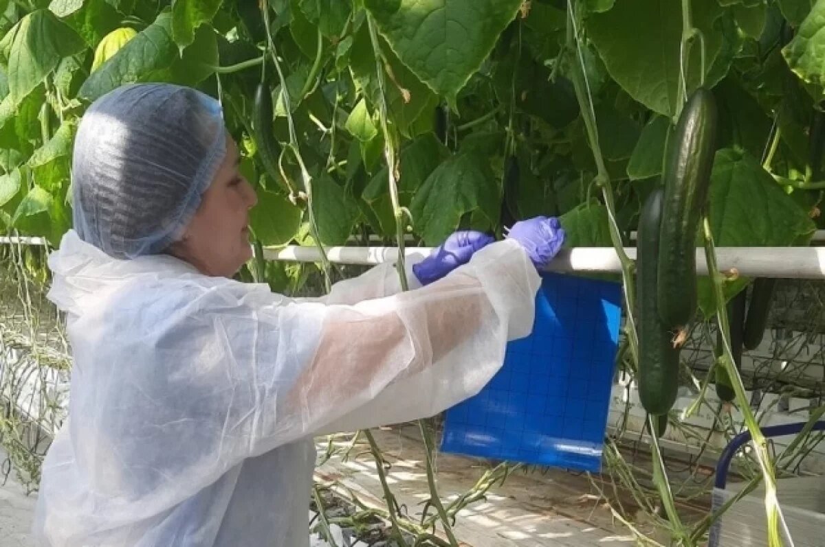    В Челябинске ищут опасных вредителей в теплицах