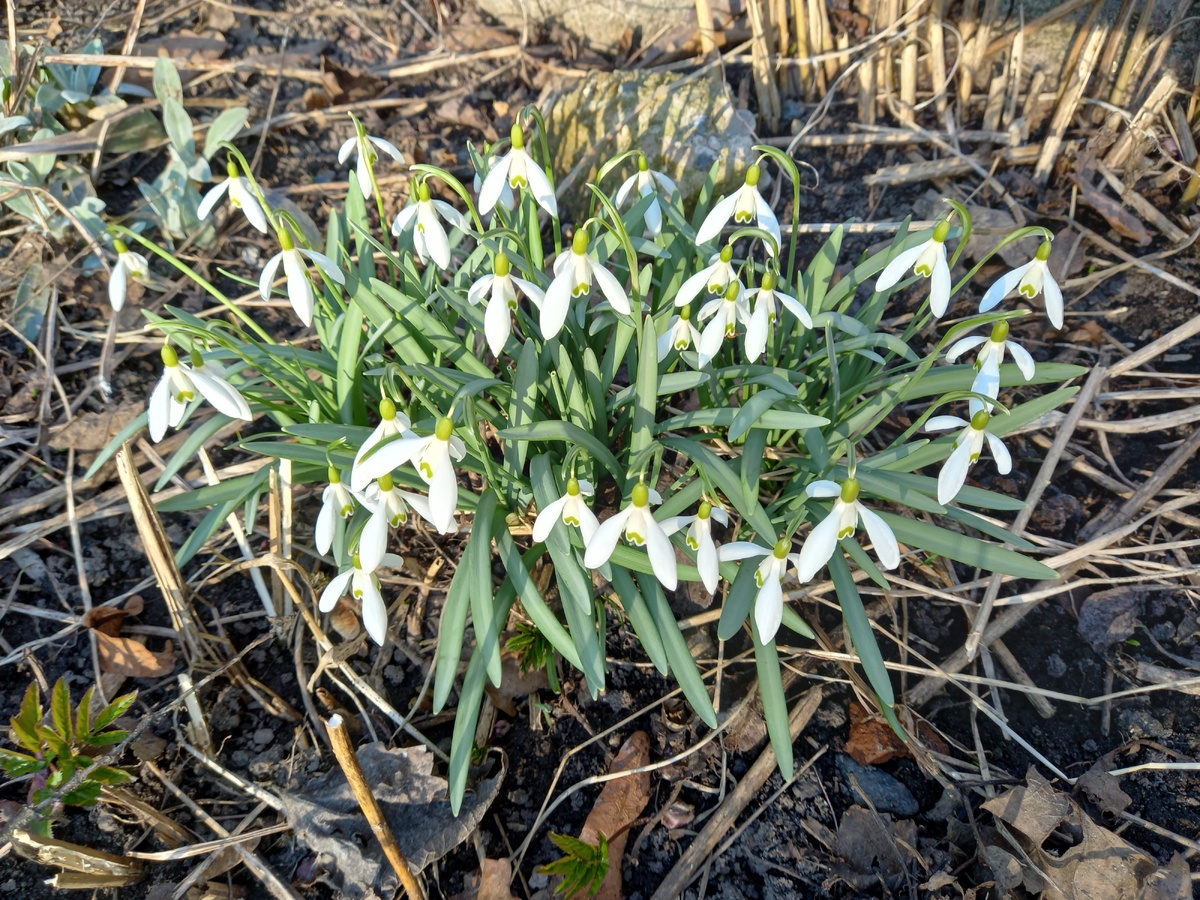 Первые цветочки этого марта, встреченные мною. Конечно, я имею в виду в естественных условиях))) 8 марта у меня была много красоты в вазах.