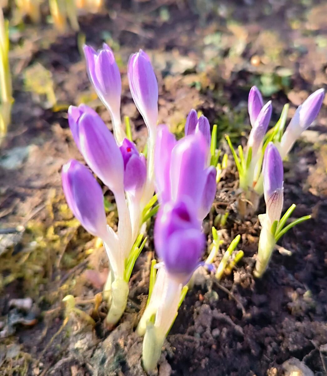 Первоцветы на даче, фото автора.