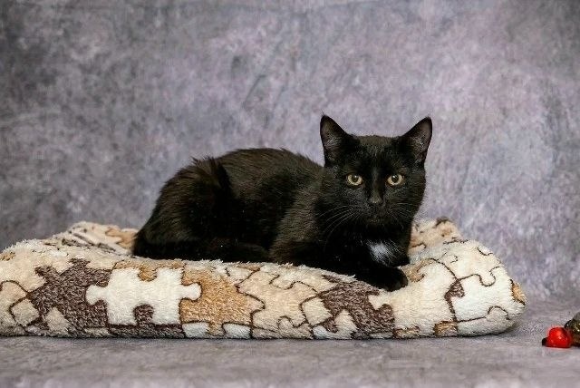 Натуральный брюнет с белым пятнышком Гарри тоже среди участников #найдидруга_28марта