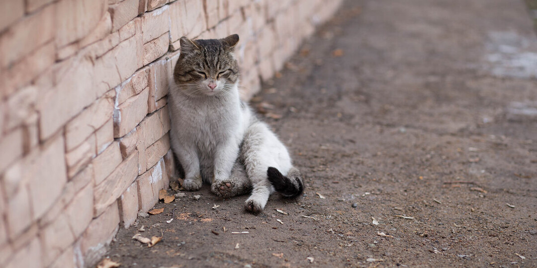 В Башкирии ребенок не выжил после игр с кошкой