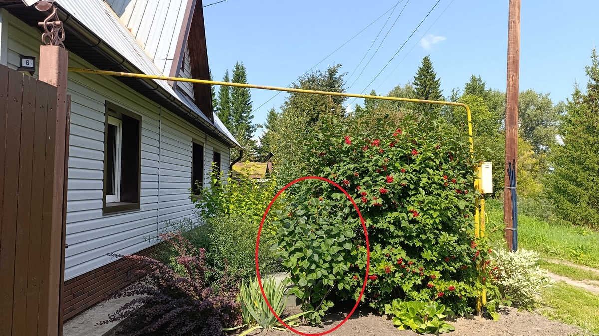 Кусок слона №1