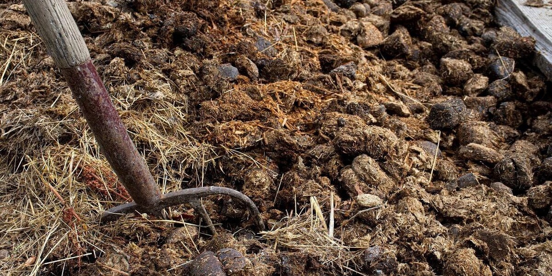 Не спешите вносить на грядки навоз, если не знаете наверняка, какой можно, а какой нет
