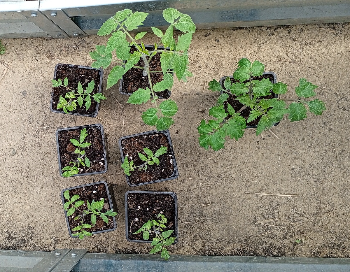 Бутуз Полосы былого и крошки Атомный синтез, которые должны быть плюс минус  одинаковыми