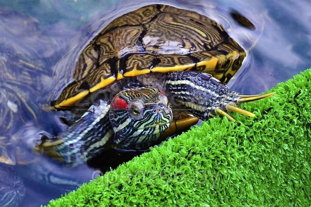 Фотография из интернета