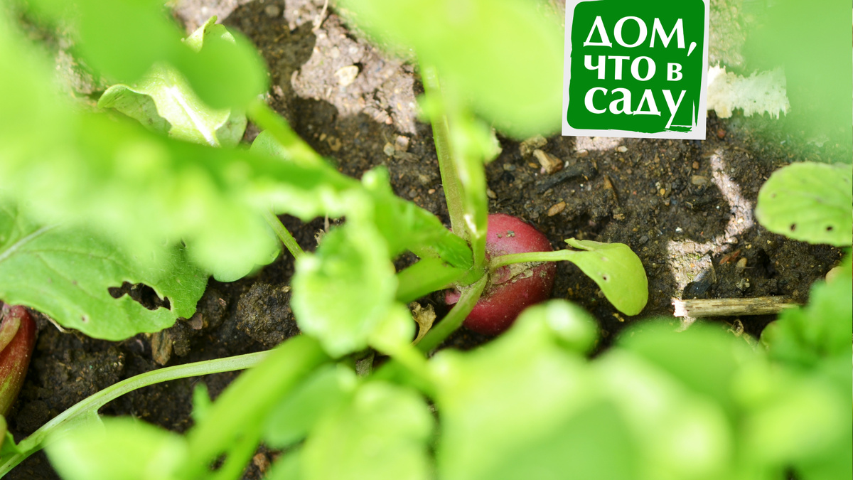 Дом, что в саду