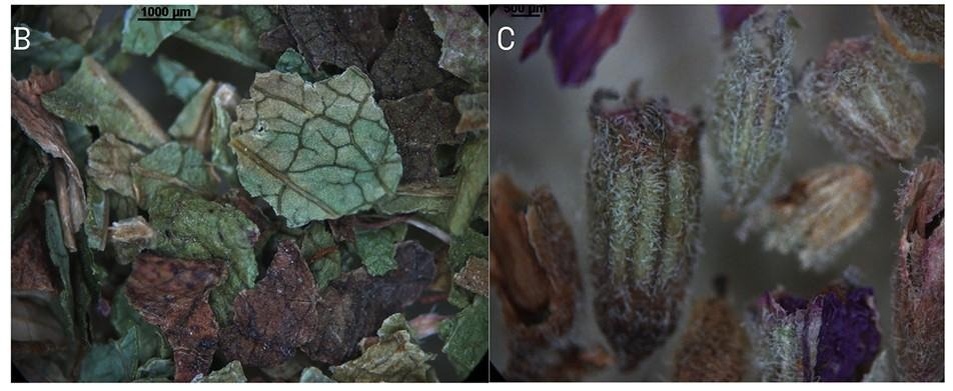 Травяные сборы под микроскопом. Источник: npj Science of Food