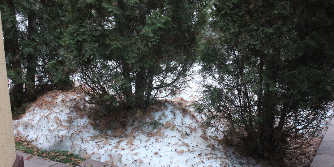 Не рубите рыжую тую! 🌲 3 шага, которые вернут ей изумрудный цвет за 2 недели.