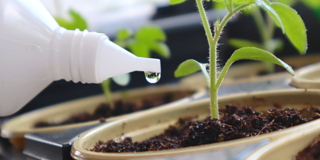 Вот как вырастить крепкую и невысокую рассаду! Обязательно обратите внимание на эти советы.