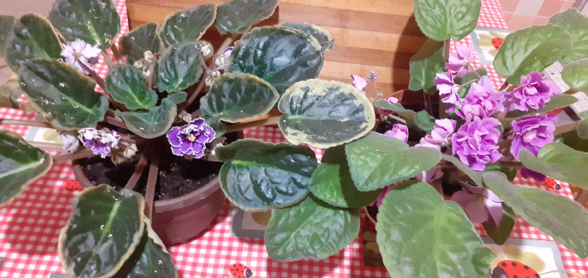 СРАВНИТЕ-КТО ИЗ ФИАЛОК КРАСИВЕЕ?