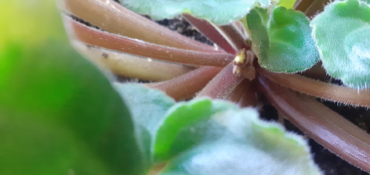 ТОЛЬКО ПОЯВИЛСЯ НА СВЕТ.