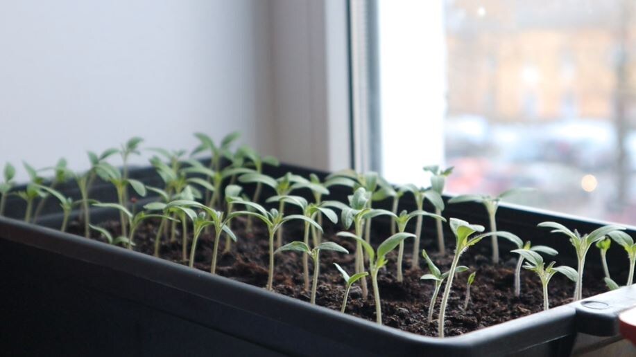 Вот как я получаю крепкую рассаду: полезные советы. Обязательно запишите!