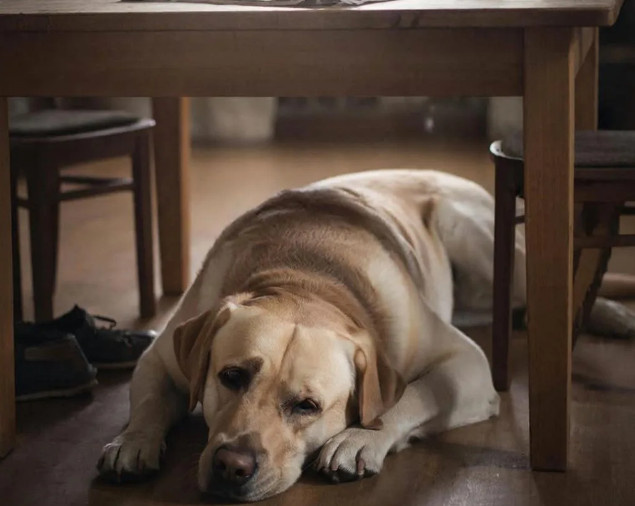 Мой красавец лабрадор