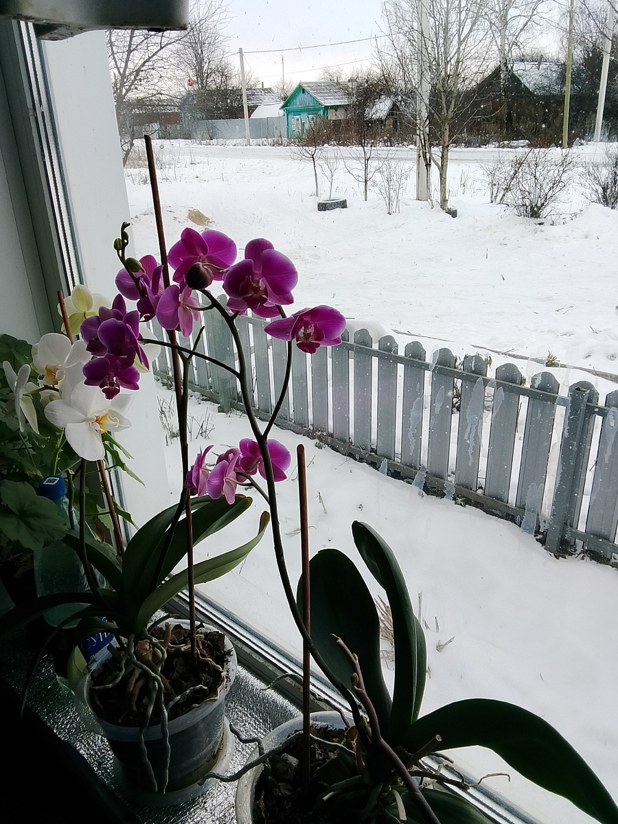 сейчас у меня желтенькая ещё цветет ))