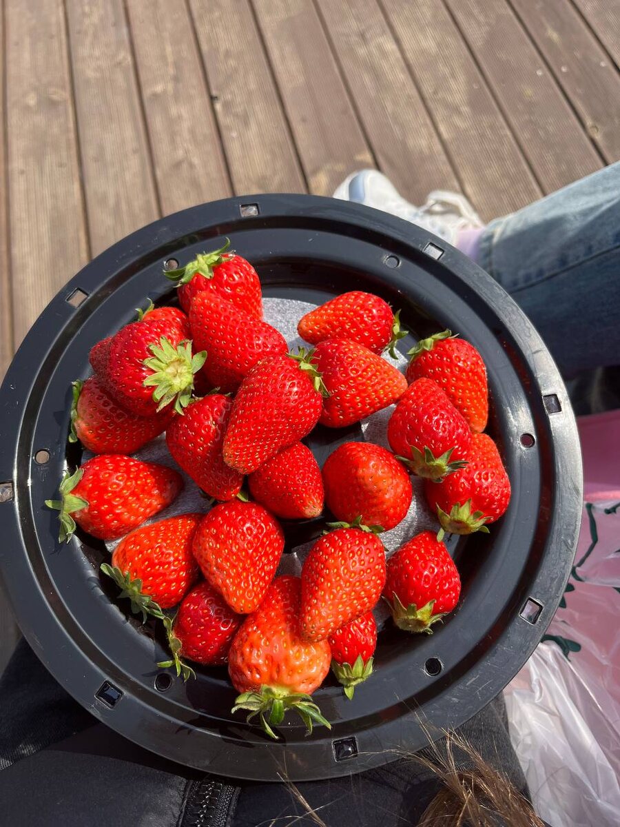 Клубника 🍓 недорогая и очень сладкая