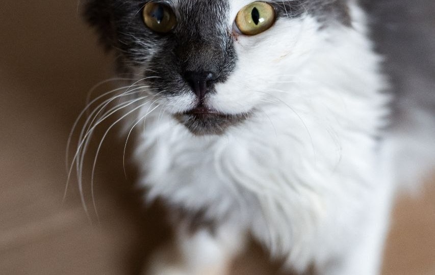 История Аркадия: Пустота в глазах, надежда в сердце… Совершенно необычный котик по кличке Аркаша – ищет свой единственный дом!