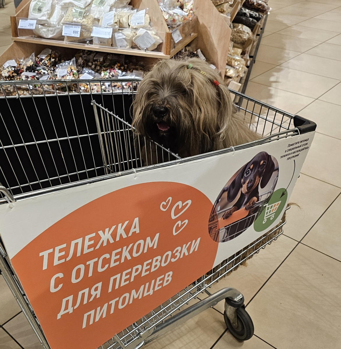 Мой пес в специальной тележке для перевозки питомцев. Фото из личного архива