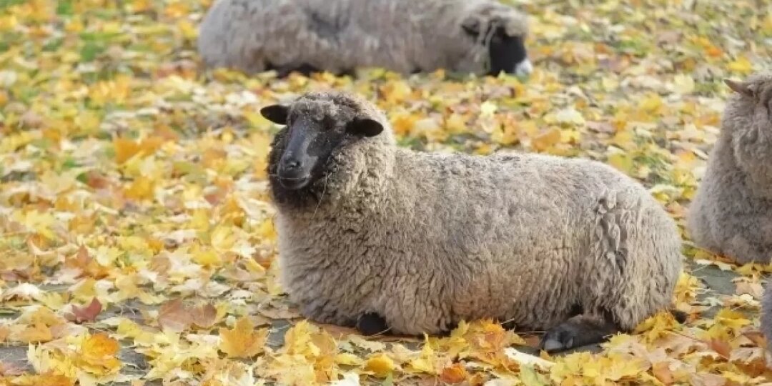 Семейный вопрос: зоопарк готовится к созданию новых пар и семей животных
