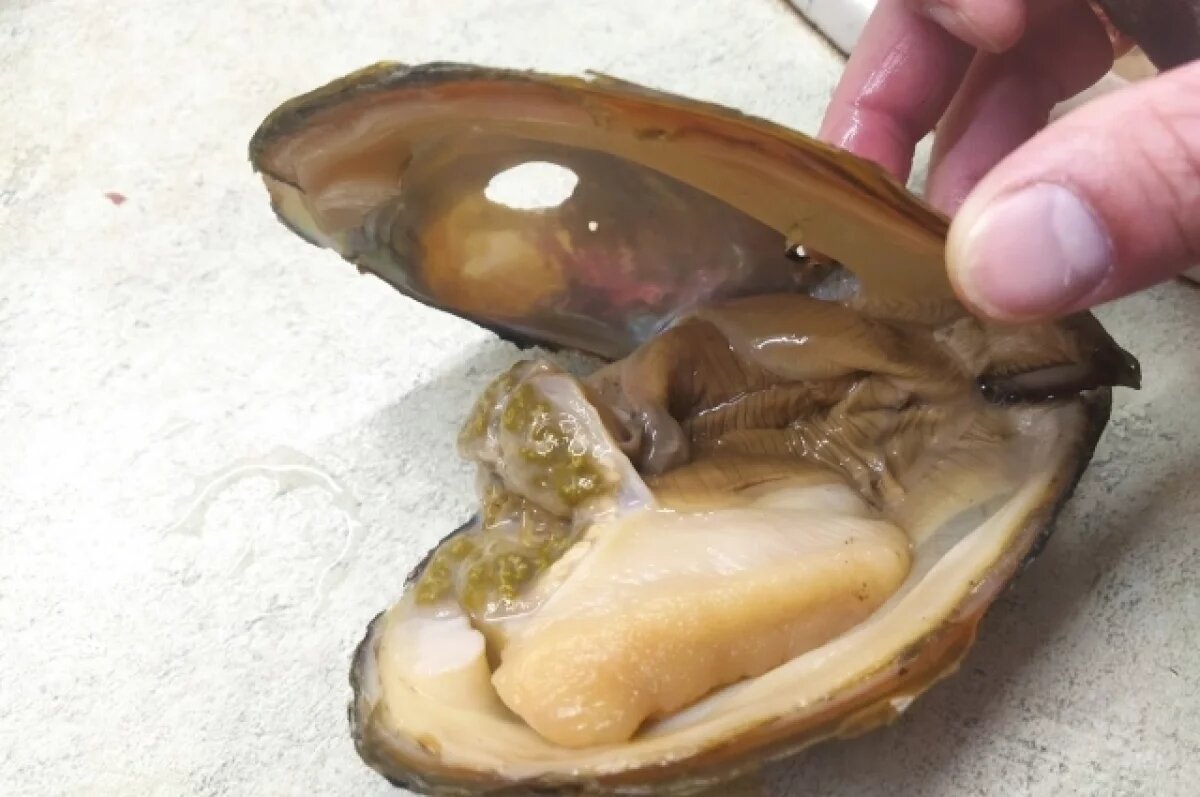    Новый вид деликатесного моллюска активно заселяет акваторию Азовского моря