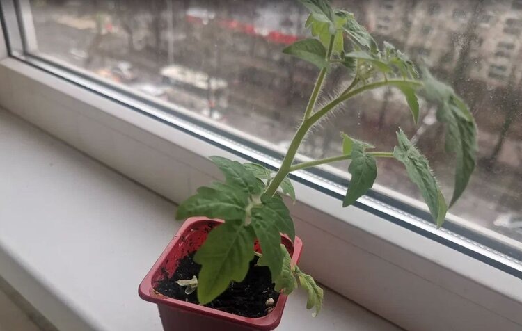 Что за желтые пятнышки на рассаде томатов