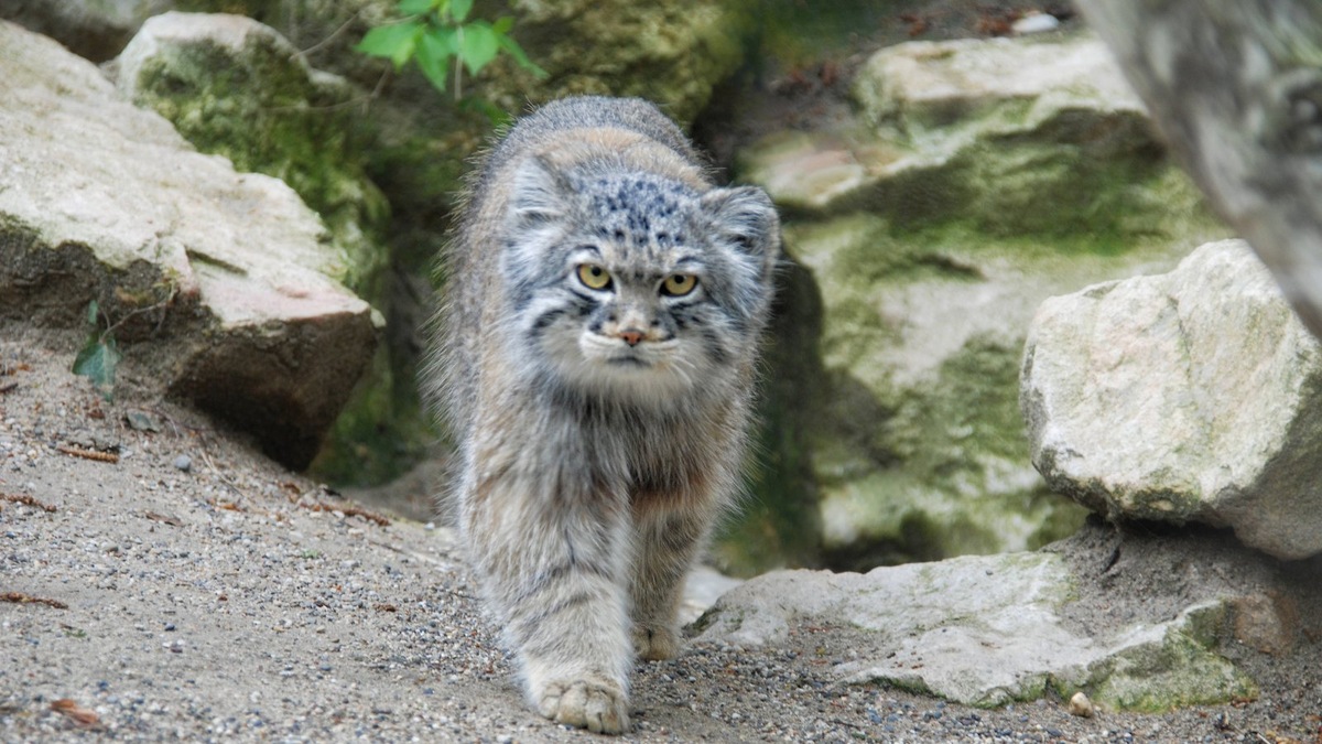    Специальный рацион помогает хищнику сбросить вес без вреда для здоровья