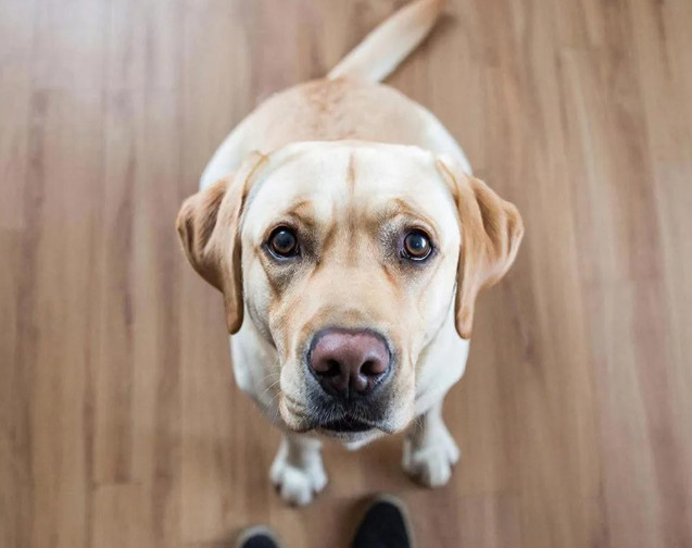 Взгляд собаки