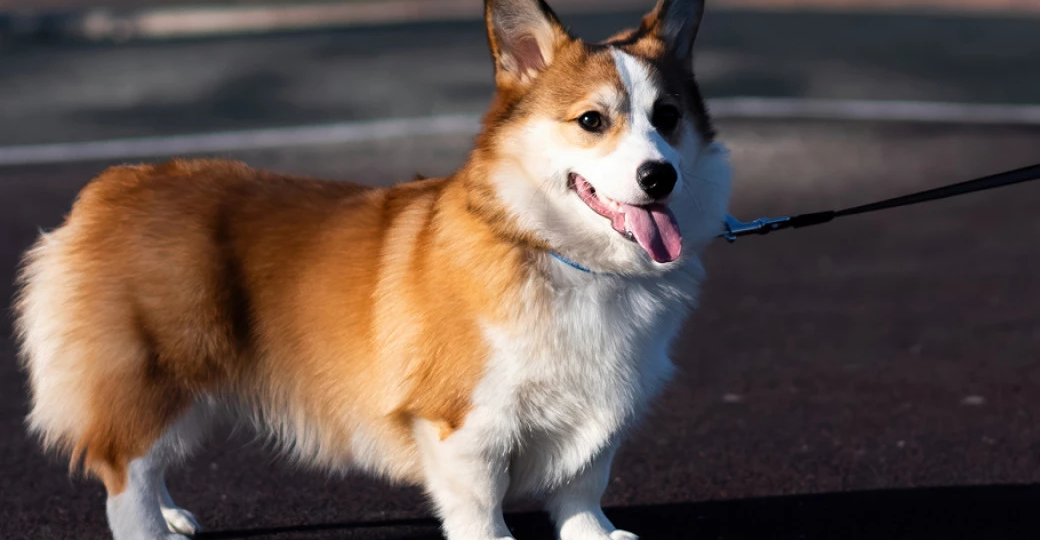 Семеро собак под предводительством корги прошли 17 километров, чтобы вернуться домой