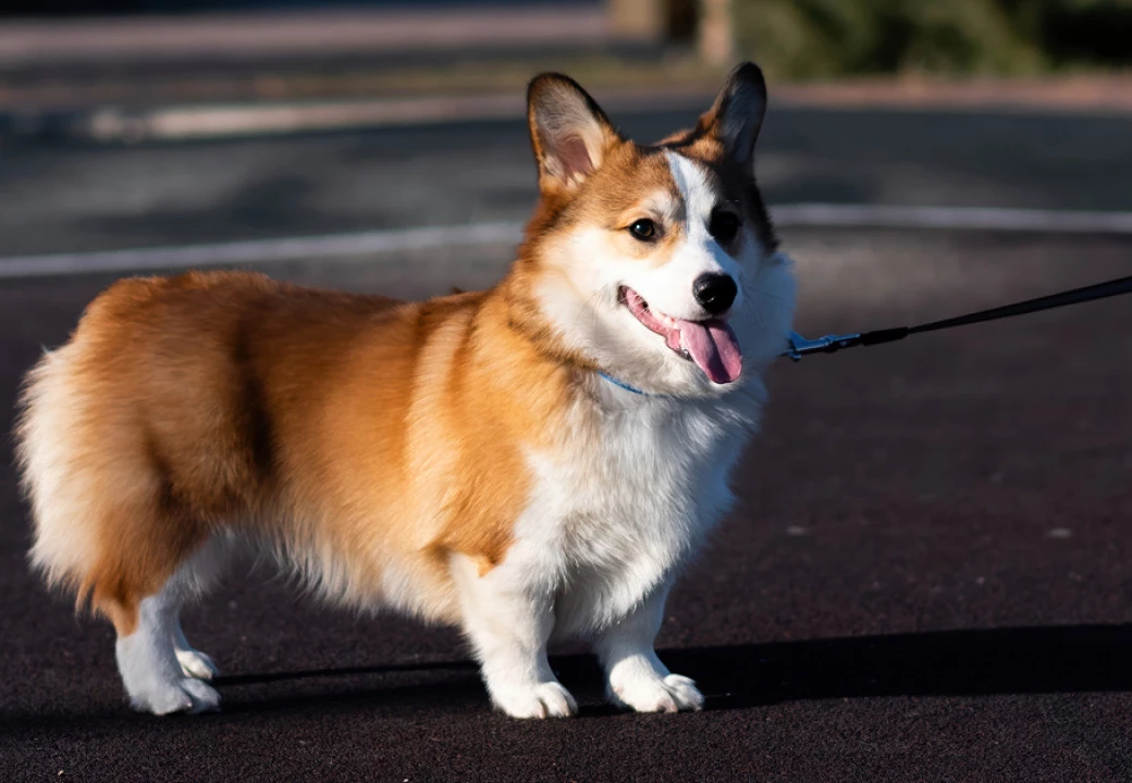 Фото: Ivan Gran | Shutterstock | Fotodom