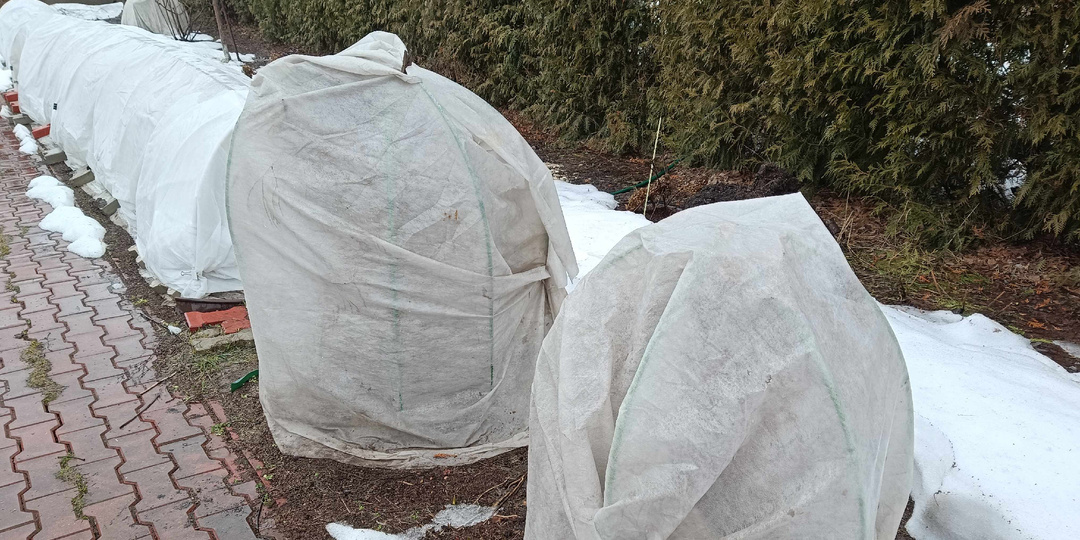 ПРО ОБРЕЗКУ РОЗ ВЕСНОЙ.