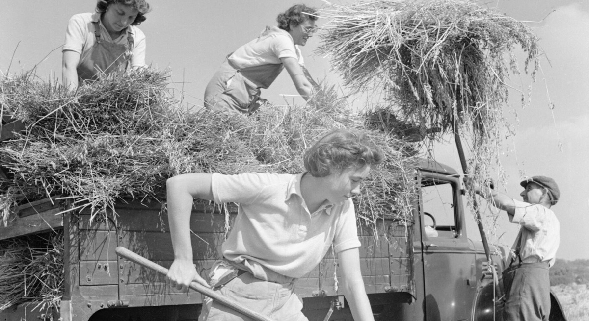 Сбор урожая, 1942 г. Источник: Wikimedia Commons.