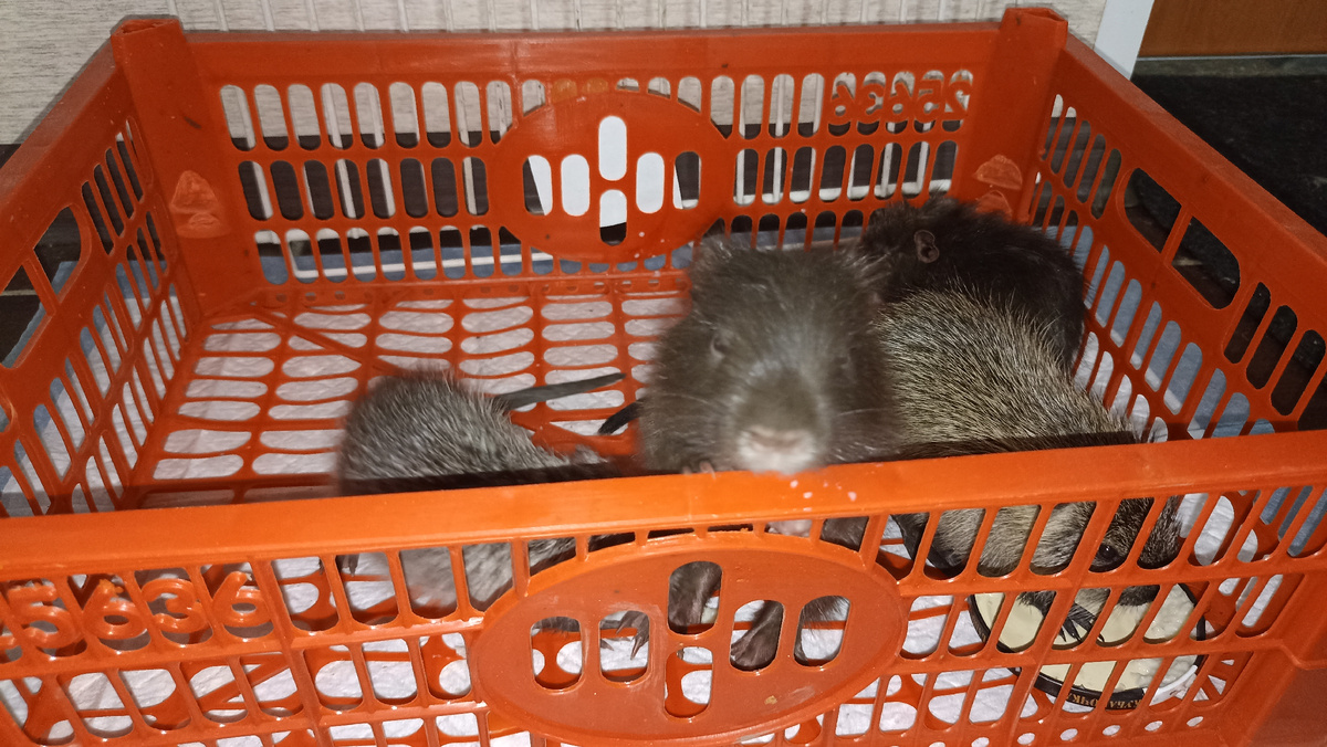 Малышей из "семейной клетки" забрали домой через несколько дней после рождения, как только выяснилось, что у самки мало молока и она нутрят не выкормит.