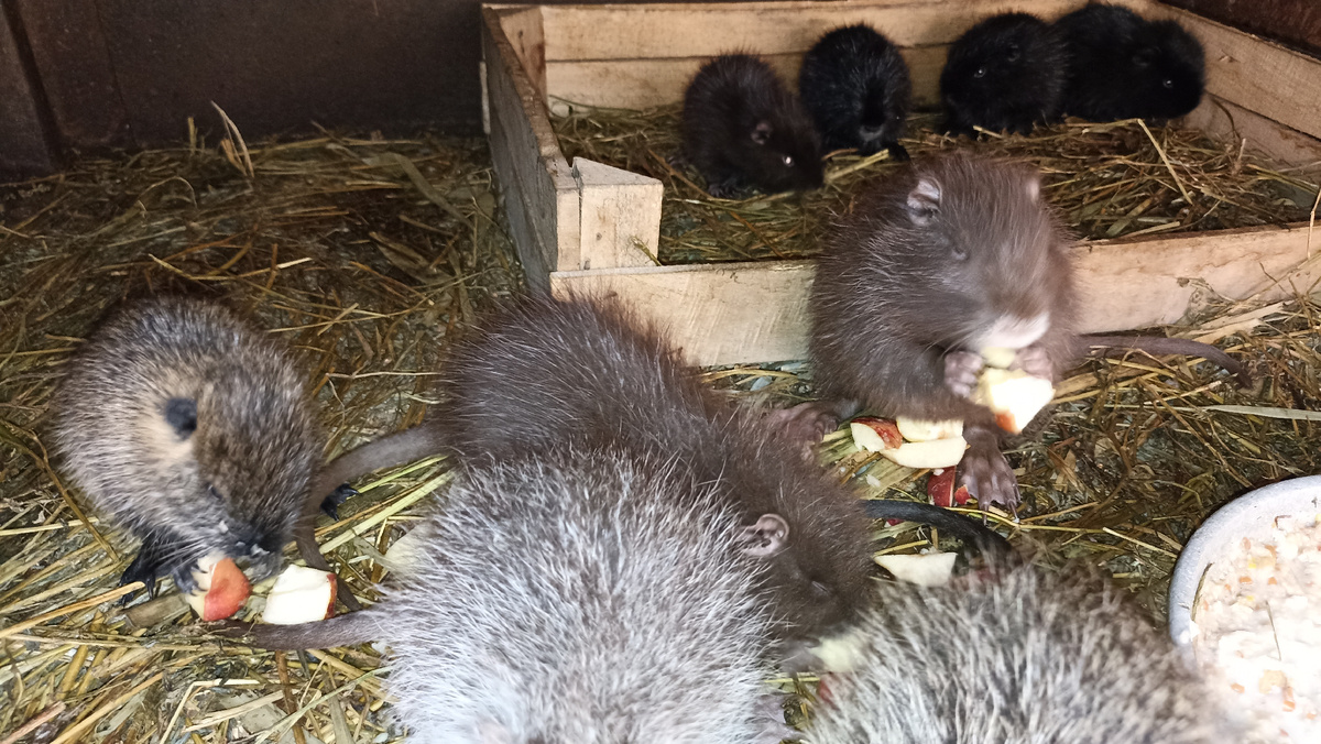 Потеплело. Нутрят пересадили в уличную клетку.