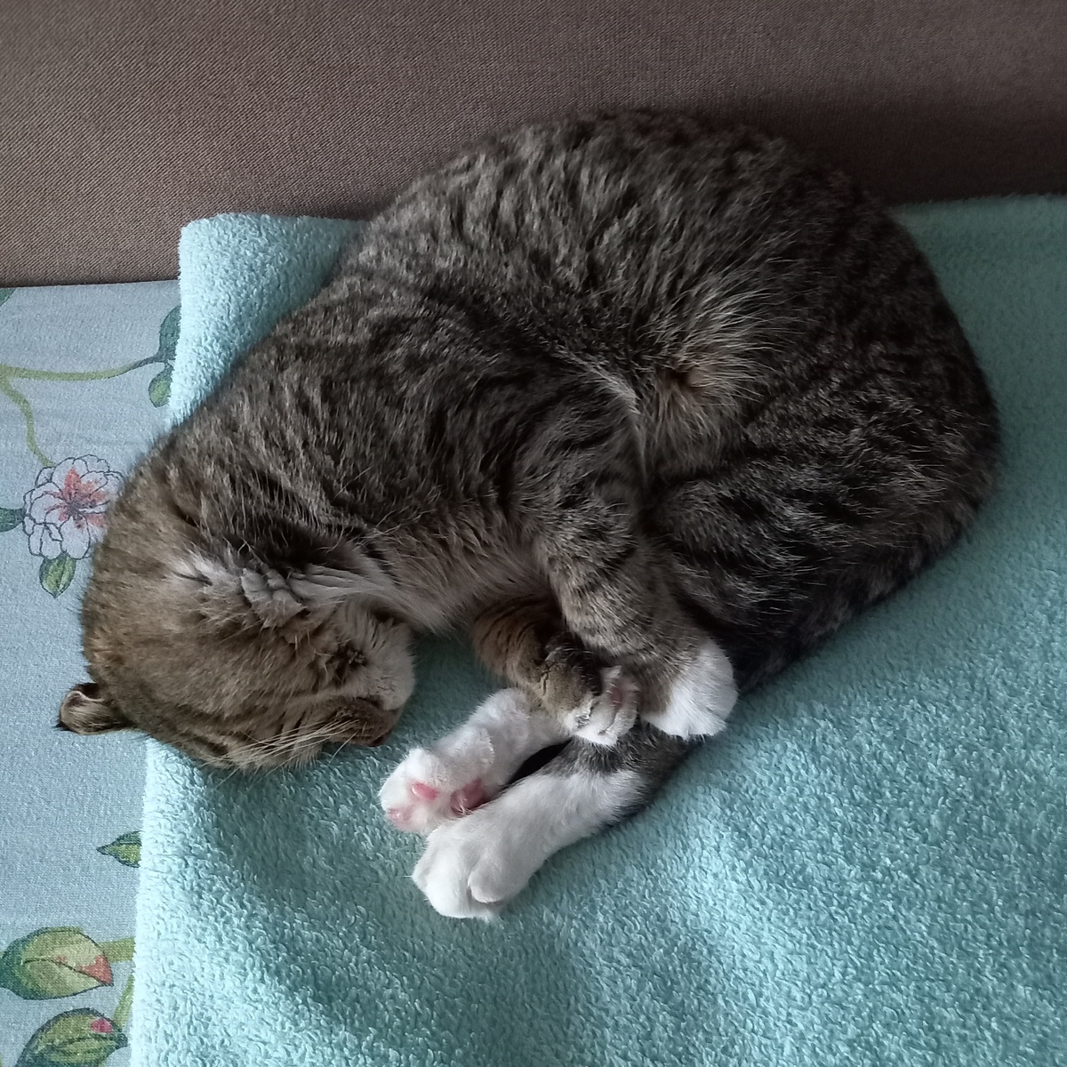 Как хочу, так и сплю