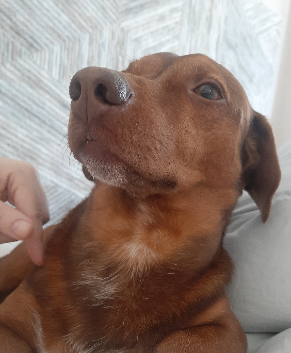 Чарли - "лицо" нашей семьи))) Частенько делюсь им в блоге, возможно, когда-нибудь дойду до смелости размещать и свои фото)... 