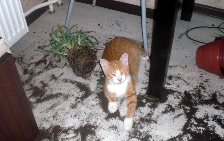 Источник фото: https://myseldon.com/ru/news/index/175479556