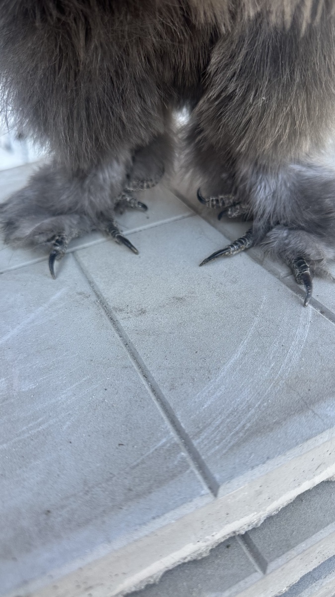 Фотография лап одной из моих взрослых курочек