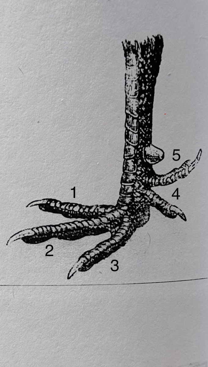Изображение ступни и голени китайских шелковых кур без оперения 