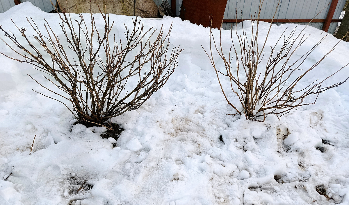 Черная смородина. Фото автора 