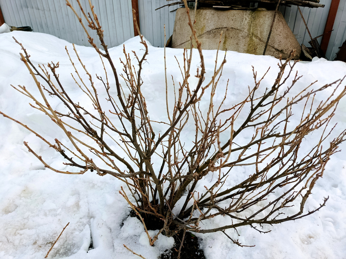 Черная смородина. Фото автора 